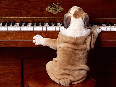 Piano Pup